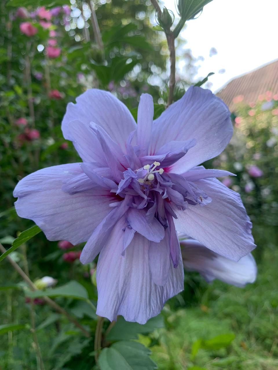 Насіння гібіскуса деревовидного Blue Chiffon 15 шт., фото 1