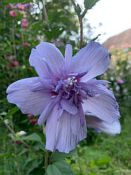 Насіння гібіскуса деревовидного Blue Chiffon 15 шт.