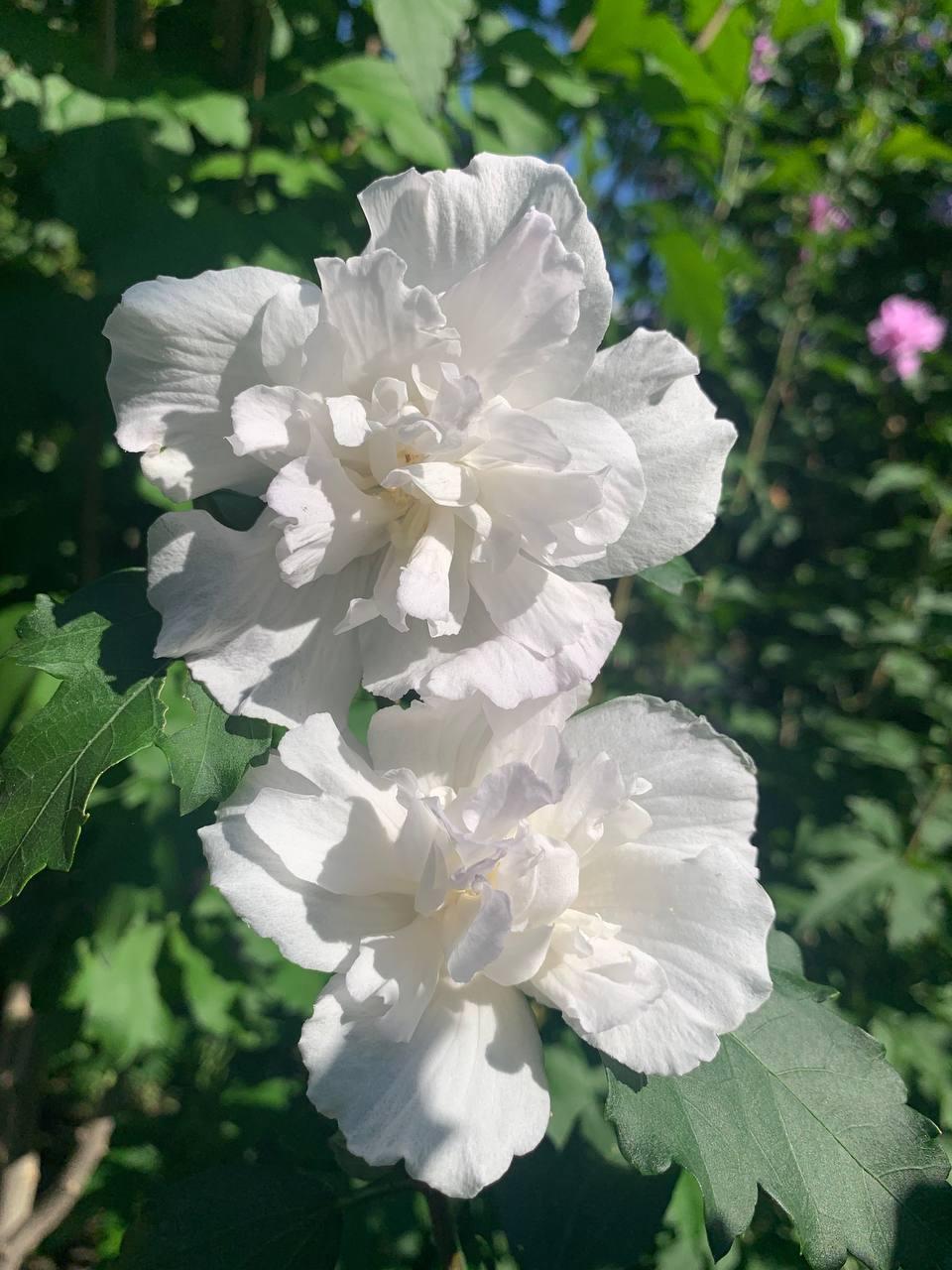 Гібіскус деревовидний саджанець щеплений трирічний Admiral Dewey 1 шт., фото 1