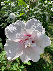 Насіння гібіскуса деревовидного China Chiffon 20 шт.