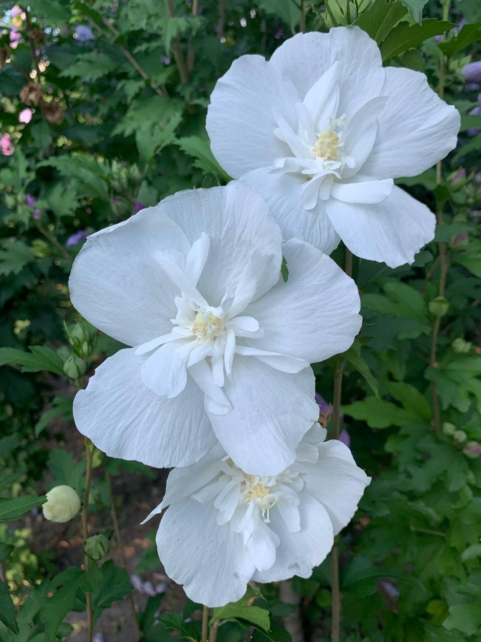Гібіскус деревоподібний трирічне дерево White Chiffon 1 шт.