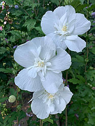 Гібіскус деревоподібний живець свіжозрізаний White Chiffon 1 шт.