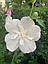 Гібіскус деревоподібний живець свіжозрізаний White Chiffon 1 шт., фото 5
