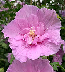 Насіння гібіскусу деревовидного Lavender Chiffon 50 шт.