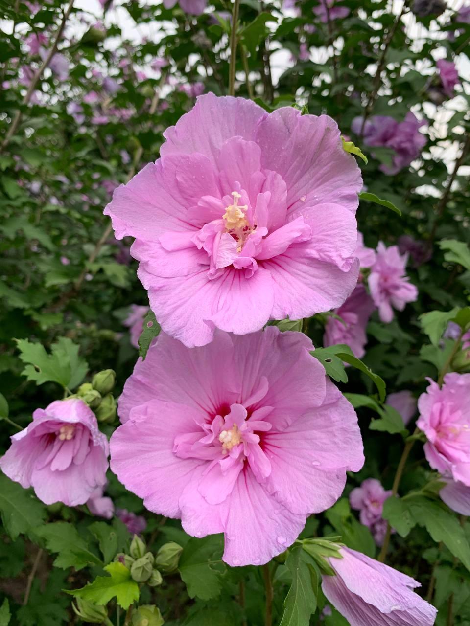 Гибискус древовидный черенок свежесрезанный Lavender Chiffon 1 шт. - фото 2 - id-p2110183315