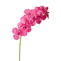 Орхидея онцидиум, розовая