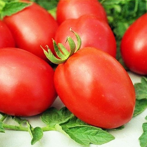 Насіння Томата Гібрид-3 Тарасенко (0.1г), фото 1