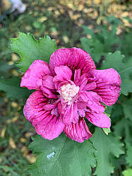 Насіння гібіскусу деревовидного FREEDOM 30 шт.