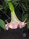 Бругмансія рожева ароматна (Brugmansia suaveolens), фото 9