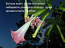 Бругмансія рожева ароматна (Brugmansia suaveolens), фото 10