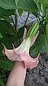 Бругмансія рожева ароматна (Brugmansia suaveolens), фото 2