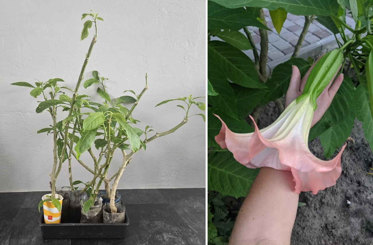 Бругмансія рожева ароматна (Brugmansia suaveolens)