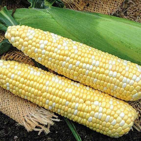 Пантеон F1 (1000 нас.) насіння кукурудзи солодкої біколор Libra Seeds