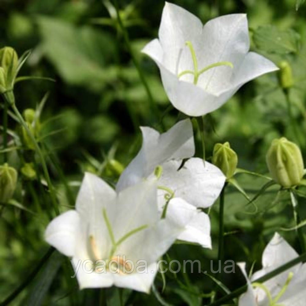 Дзвіночок Weibe Clips (горщик 0,5л), фото 1