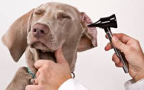 Товари для гігієни очей і вух