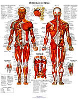 Анатомический плакат мышечная система 50*64.5см