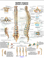 Навчальний анатомічний плакат Хребет людини 50×64.5 см