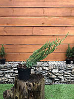 Можжевельник горизонтальный Rovinsky Garden Alpina Juniperus horizontalis, высота 30-40см, об OM, код: 6531982