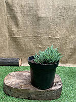 Можжевельник горизонтальный Rovinsky Garden Blue Forrest Juniperus horizontalis, высота 15-25 ST, код: 6531983