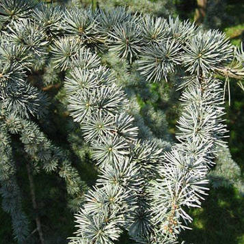 Кедр атласький Глаука Cedrus atlantica Glauca 2,5 м.