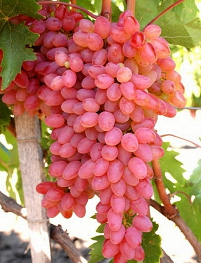 ВИНОГРАД КИШМИШ МРІЯ