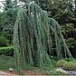 Кедр Гімалайский Пендула Cedrus deodara Pendulaа 3-3,5м., фото 2