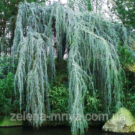 Кедр Гімалайский Пендула Cedrus deodara Pendulaа 3-3,5м.