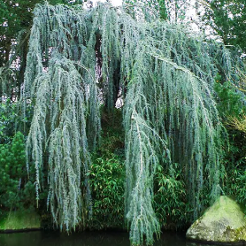 Кедр Гімалайский Пендула Cedrus deodara Pendulaа 3-3,5м.