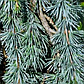 Кедр Гімалайский Пендула Cedrus deodara Pendulaа 3-3,5м., фото 3