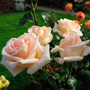 Саджанці плетистої троянди Гранд Могул (Rose Grand Mogul)