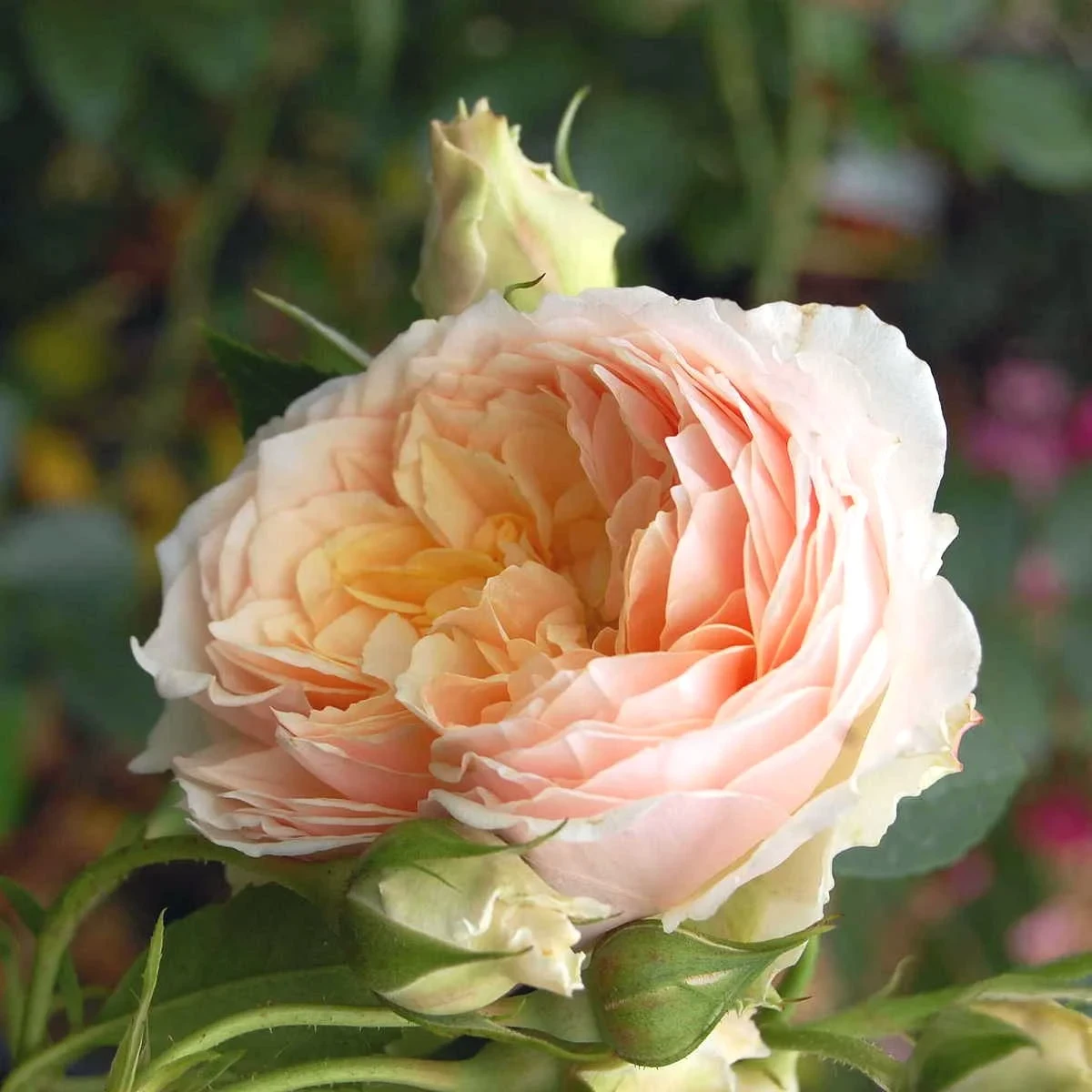 Саджанці плетистої троянди Джинджер Силлабаб (Rose Ginger Syllabub)
