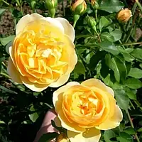 Саженцы плетистой розы Дукат (Rose Dukat)