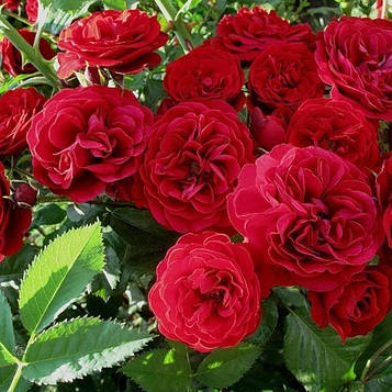 Саджанці плетистої троянди Ред Парфум (Rose Red Parfum)