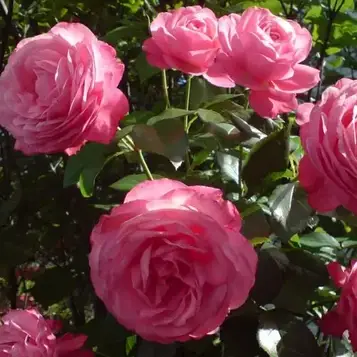 Саджанці плетистої троянди Розанна (Rose Rosanna)
