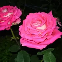 Саджанці плетистої троянди - Блю Бос (Blue Rose Boss)