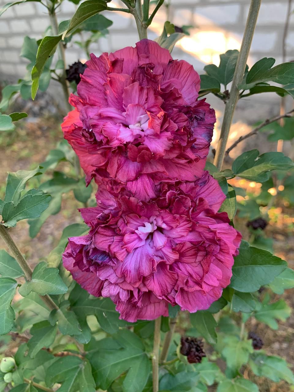 Гібіскус деревовидний живець свіжозрізаний Purple Ruffles Rose of Sharon 1 шт.
