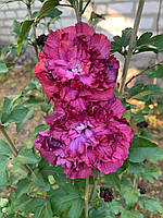 Гибискус древовидный черенок свежесрезанный Purple Ruffles Rose of Sharon 1 шт.