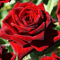 Роза плетистая "Brillante" сажанец 170 см.