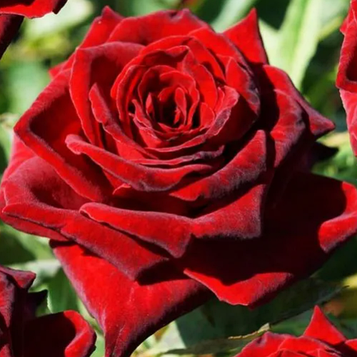 Троянда плетиста "Brillante"  саджанець170 см.