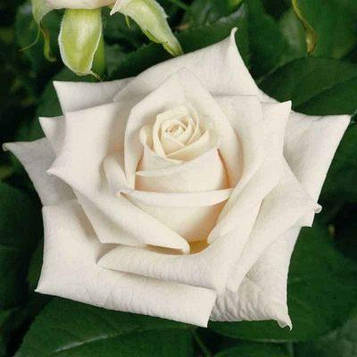 Троянда плетиста "Bianco Puro" саджанець170 см.