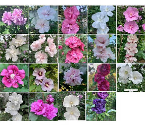 Гібіскус деревовидний насіння суміш набір махрових сортів 30 шт.