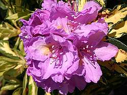 Рододендрон Blattgold (Золотий лист) гор с7  н 60-65см