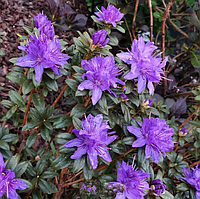 Рододендрон Russatum Gletschernacht (Червоний Льодовикова ніч) гір с3