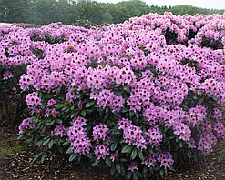 Рододендрон Kabarett (Кабаре) гір С7 50-55см