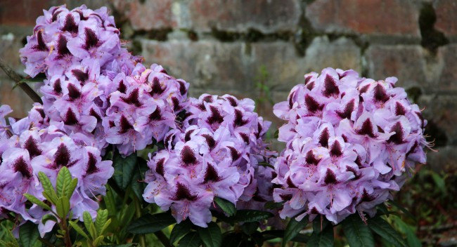 Metallica Metallica (Мета) гір С5 40см, фото 1