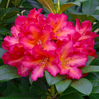 Рододендрон Scyphocalix (Сцифокалікс) гір С5 40см