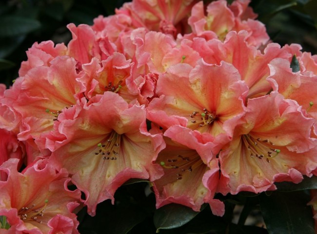 Рододендрон Sun glory (Сан Глори) гор С7 50см, фото 1