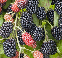 Ожина сорт "Небеса Можуть Почекати", 2 річна (C2)