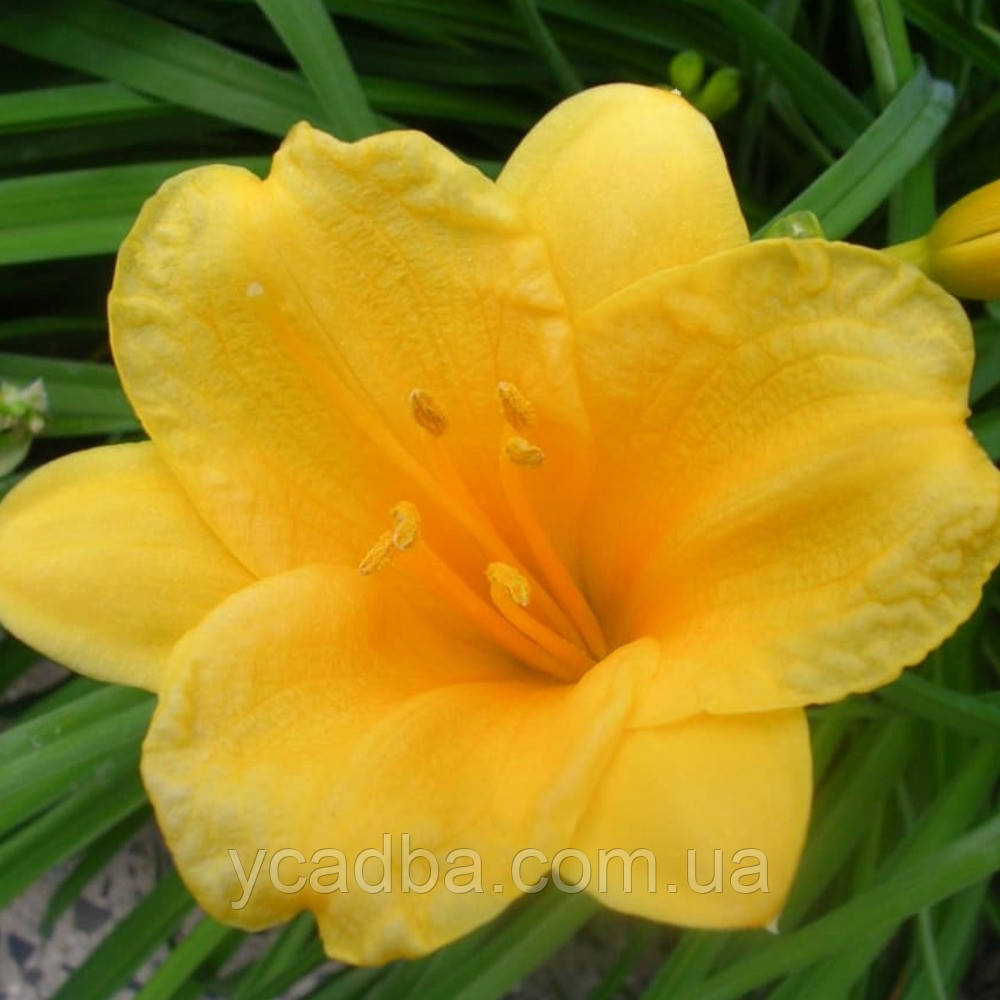 Лілейник Стелла Дора (горщик 0,5л), фото 1