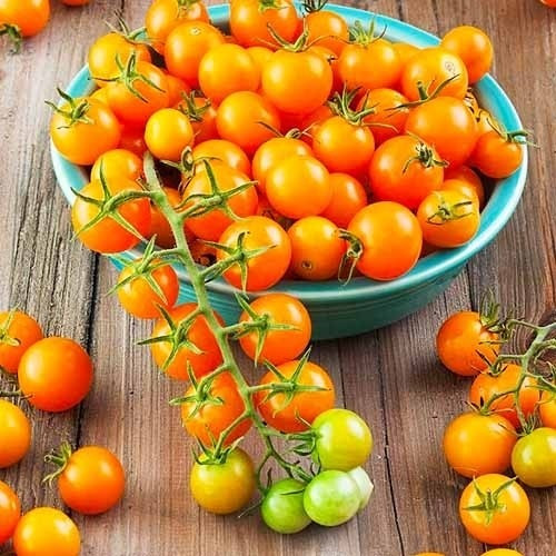 Насіння Томата Золота кисть (0.1г), фото 1